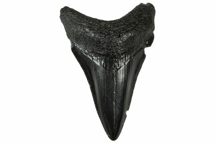 Serrated, Juvenile Megalodon Tooth - South Carolina #313615